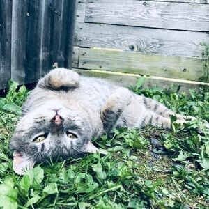 8 piece Cat Toy Bundle